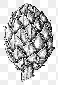 Hand drawn fresh artichoke in black and white transparent png
