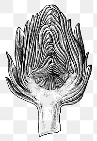 Hand drawn half cut artichoke transparent png