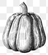 Hand drawn fresh pumpkin in black and white transparent png