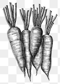 Five hand drawn fresh carrots transparent png