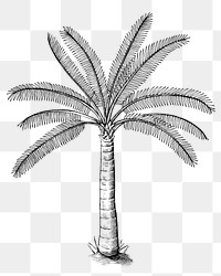 Hand drawn a palm tree