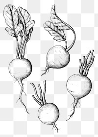 Hand drawn fresh radish