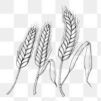 Hand drawn wheat ears transparent png