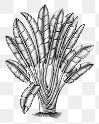 Hand drawn traveller&#39;s tree transparent png