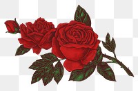 Hand drawn blooming rose design element