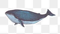 Hand drawn blue whale sticker overlay design element 