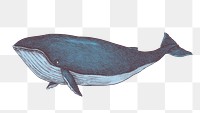 Hand drawn blue whale design element 