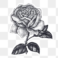 Hand drawn blooming rose design element