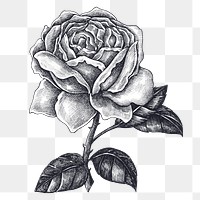 Hand drawn blooming rose design element