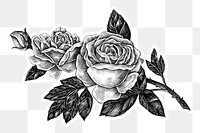 Hand drawn blooming rose design element