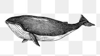 Hand drawn gray whale design element