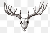 Hand drawn deer skull with antler design element