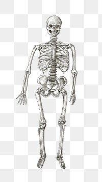 Hand drawn human skeleton design element