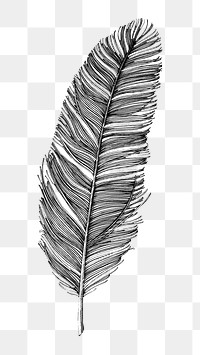 Hand drawn feather design element