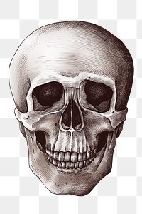 Hand drawn human skull design element