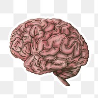 Hand drawn pink human brain sticker with a white border design element