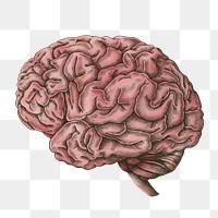 Hand drawn pink human brain design element