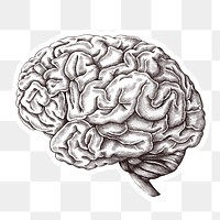 Hand drawn human brain sticker with a white border design element