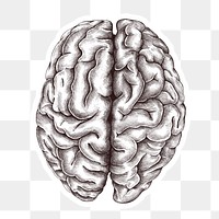 Hand drawn human brain sticker with a white border design element