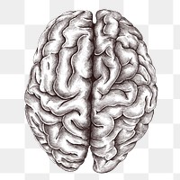 Hand drawn human brain design element