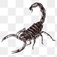 Hand drawn scorpion design element 