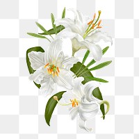 Illustration of Lily flowers transparent png