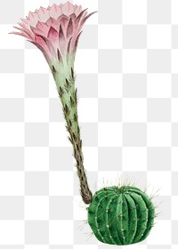 Cactus png sticker, vintage botanical illustration