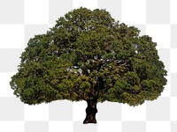 Green tree png, nature sticker