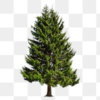 Png evergreen tree, nature sticker
