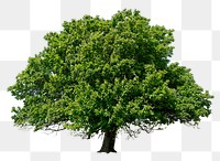 Green tree png, nature sticker