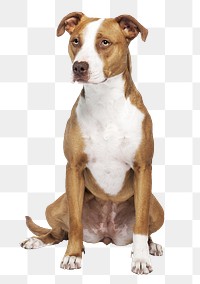 PNG American Pit Bull Terrier, dog sticker