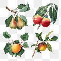 Hand drawn peach and apricot design element set