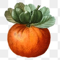 Vintage bigarade orange png fruit sticker