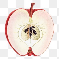 Vintage red apple png cut in half fruit sticker