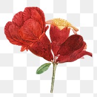 Vintage pomegranate flower png sticker hand drawn illustration