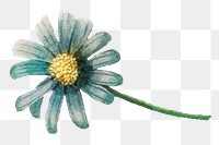Vintage blue daisy png flower hand drawn botanical