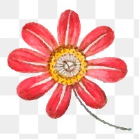 Vintage red flower png sticker hand drawn illustration