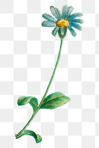 Hand drawn blue daisy png flower cute botanical
