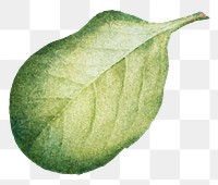 Hand drawn lingonberry leaf png sticker vintage botanical