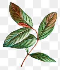 Vintage png honeyberry leaf sticker hand drawn botanical