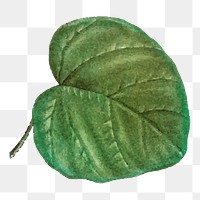 Catalpa cordifolia leaf png sticker vintage botanical