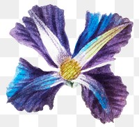 Png purple clematis flower sticker