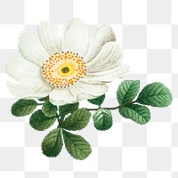 Vintage png macartney rose flower hand drawn illustration