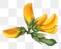 Png vintage yellow cytisus flower sticker