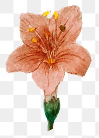Vintage pink lycium flower png sticker