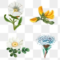 Vintage flower png sticker set hand drawn illustration