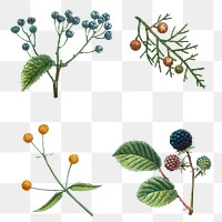 Vintage botanical png sticker set hand drawn illustration