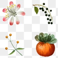 Fruit and flower png sticker vintage set hand drawn illustration