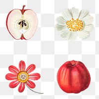 Fruit and flower png sticker vintage set hand drawn illustration