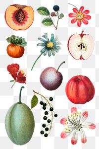 Fruit and flower png sticker vintage set hand drawn illustration